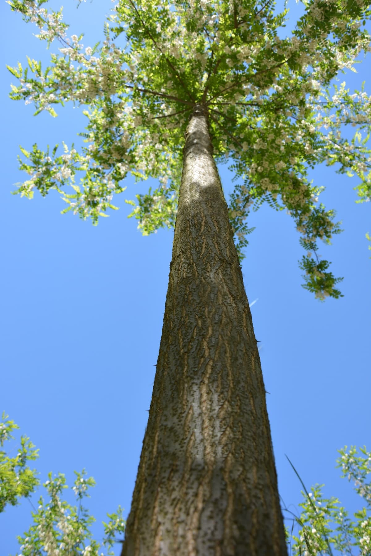 ‘Turbo Obelisk’ nemesakác csemete - Image 7