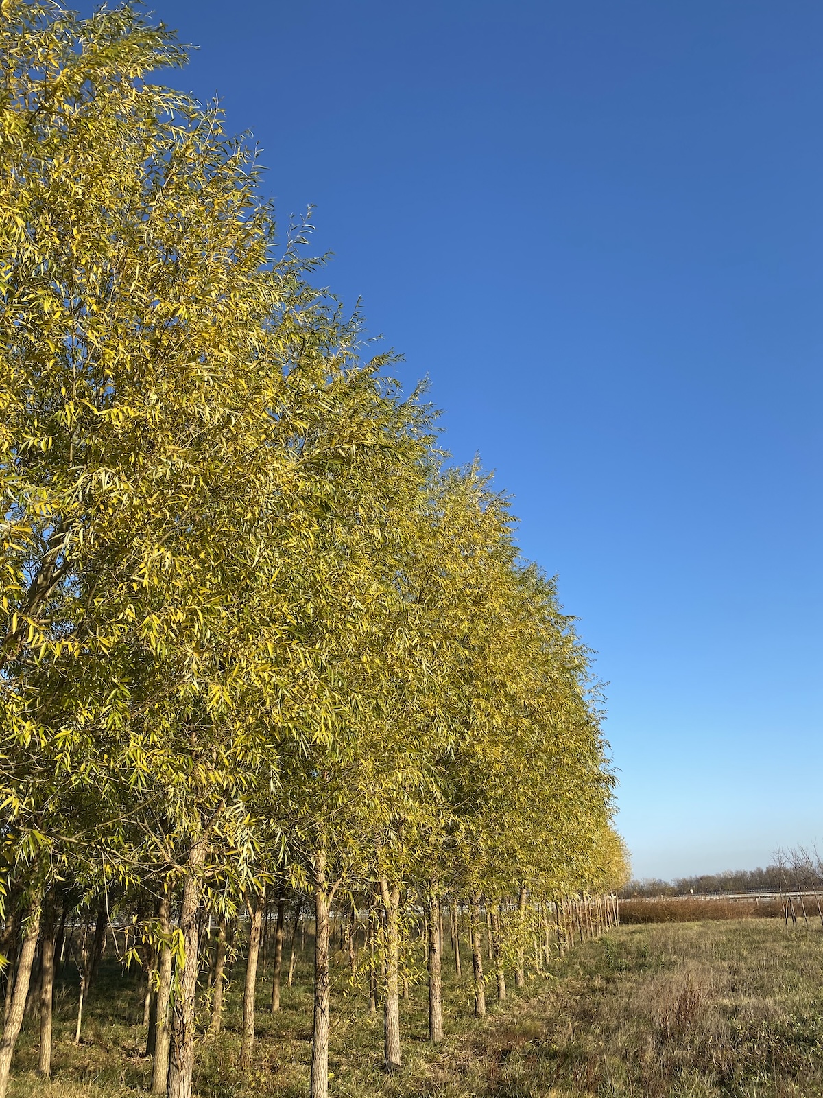 ‘Corvinus’ nemesfűz – Salix alba ‘Corvinus’ - Image 2